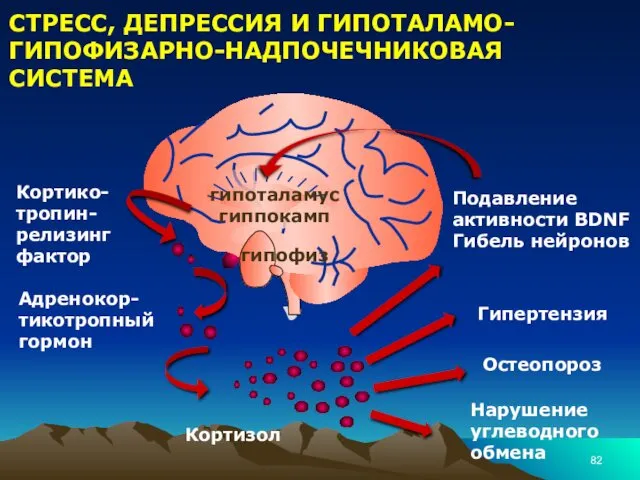 СТРЕСС, ДЕПРЕССИЯ И ГИПОТАЛАМО-ГИПОФИЗАРНО-НАДПОЧЕЧНИКОВАЯ СИСТЕМА Кортико-тропин-релизинг фактор Адренокор-тикотропный гормон Кортизол