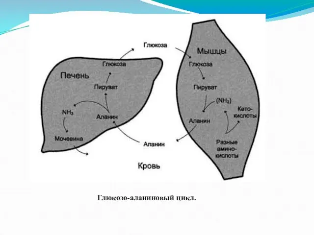 Глюкозо-аланиновый цикл.