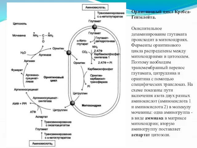 Орнитиновый цикл Кребса-Гензелейта. Окислительное дезаминирование глутамата происходит в митохондриях. Ферменты