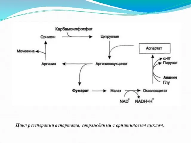 Цикл регенерации аспартата, сопряжённый с орнитиновым циклом.