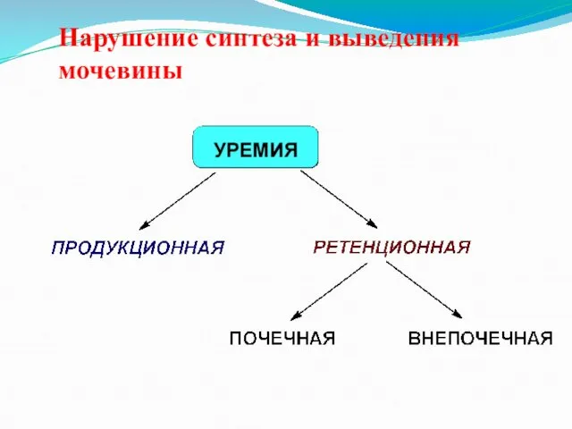 Нарушение синтеза и выведения мочевины