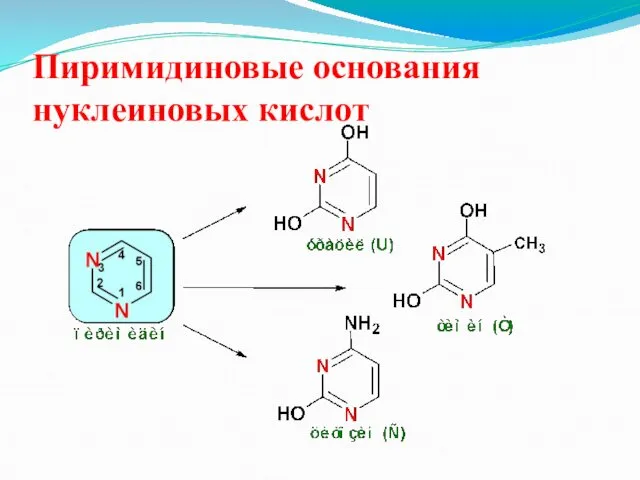 Пиримидиновые основания нуклеиновых кислот