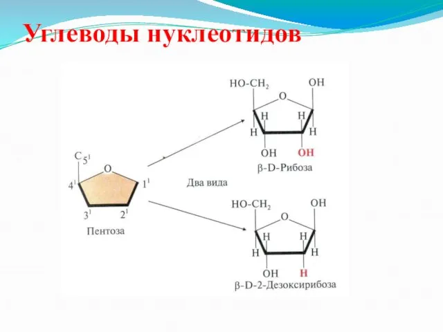 Углеводы нуклеотидов