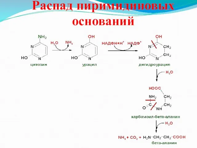 Распад пиримидиновых оснований