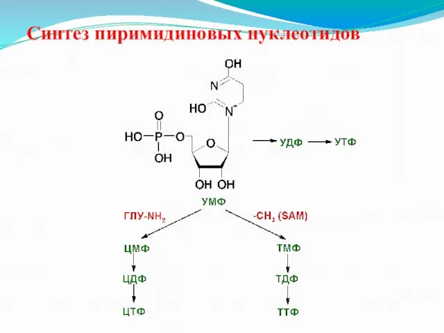 Синтез пиримидиновых нуклеотидов