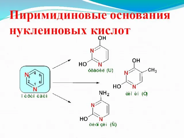 Пиримидиновые основания нуклеиновых кислот