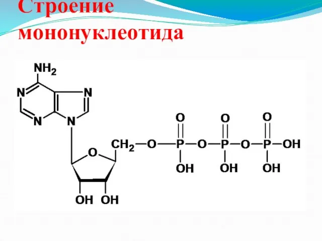 Строение мононуклеотида