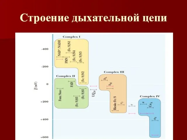 Строение дыхательной цепи