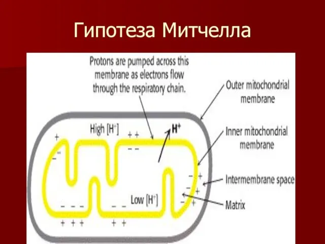 Гипотеза Митчелла