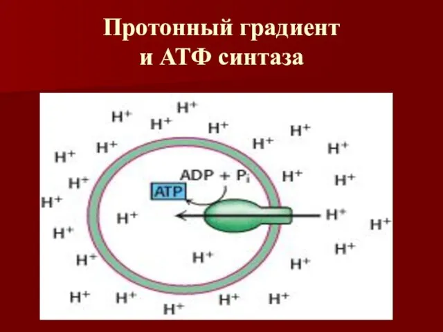 Протонный градиент и АТФ синтаза