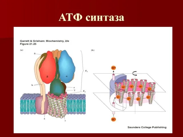 АТФ синтаза