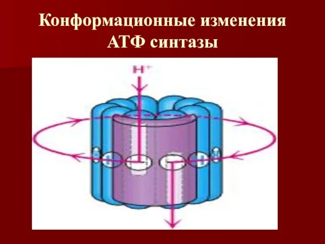 Конформационные изменения АТФ синтазы