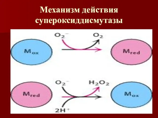 Механизм действия супероксиддисмутазы