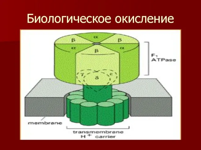 Биологическое окисление