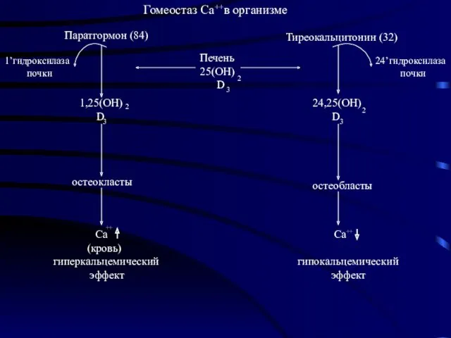 Гомеостаз Са в организме Паратгормон (84) Тиреокальцитонин (32) 1’гидроксилаза почки 24’гидроксилаза почки остеокласты остеобласты ++