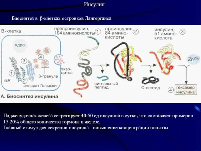 Инсулин Биосинтез в β-клетках островков Лангерганса Поджелудочная железа секретирует 40-50