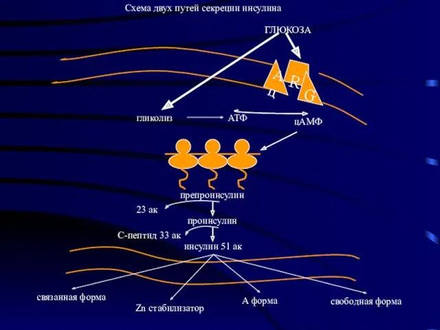 Схема двух путей секреции инсулина R Ац G ГЛЮКОЗА гликолиз