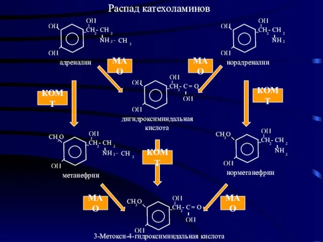 Распад катехоламинов