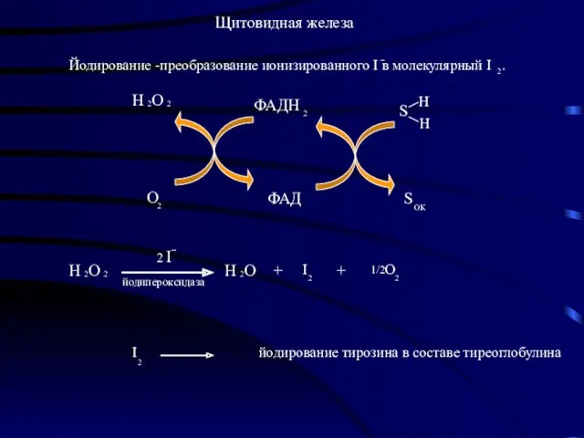 Щитовидная железа ФАД йодирование тирозина в составе тиреоглобулина