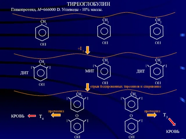 ТИРЕОГЛОБУЛИН Гликопротеид, М=666000 D. Углеводы - 10% массы. отрыв йодированных тирозинов и спаривание КРОВЬ КРОВЬ