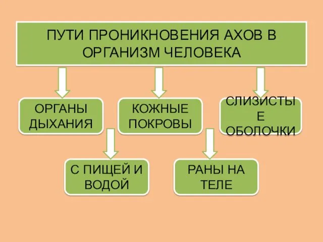 ПУТИ ПРОНИКНОВЕНИЯ АХОВ В ОРГАНИЗМ ЧЕЛОВЕКА ОРГАНЫ ДЫХАНИЯ СЛИЗИСТЫЕ ОБОЛОЧКИ