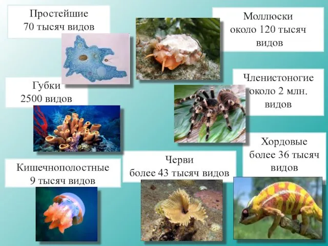 Простейшие 70 тысяч видов Моллюски около 120 тысяч видов Членистоногие около 2 млн.видов