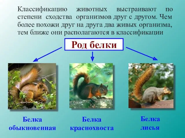 Классификацию животных выстраивают по степени сходства организмов друг с другом. Чем более похожи