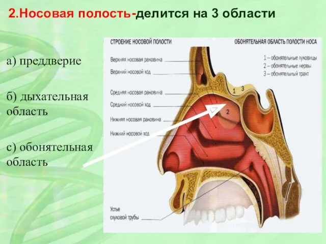2.Носовая полость-делится на 3 области а) преддверие б) дыхательная область с) обонятельная область