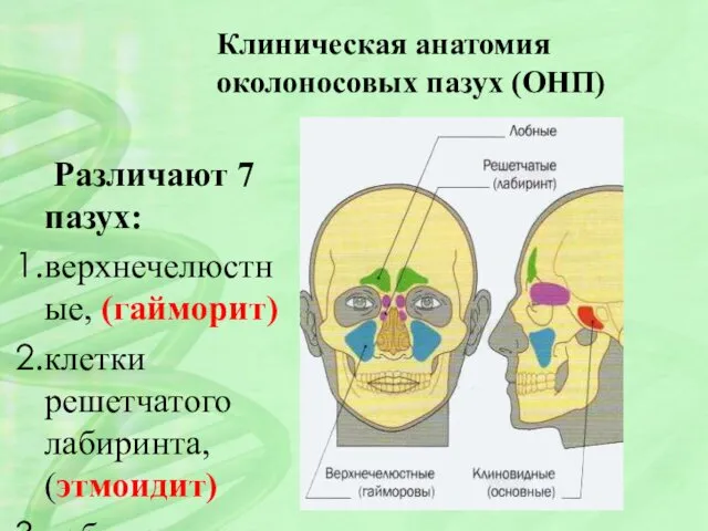 Клиническая анатомия околоносовых пазух (ОНП) Различают 7 пазух: верхнечелюстные, (гайморит)