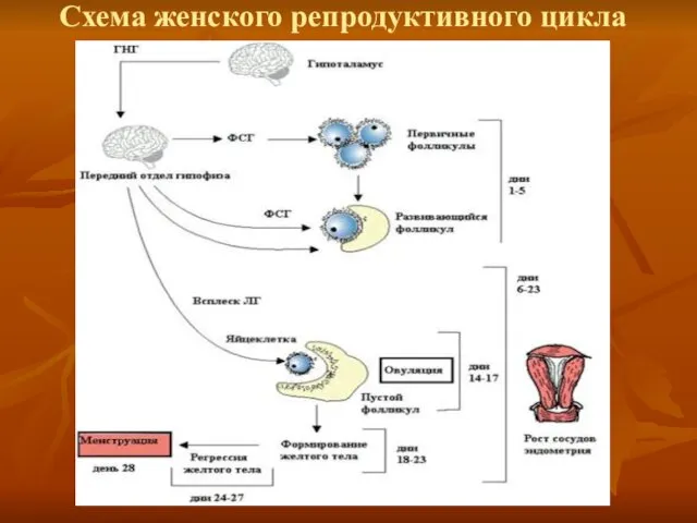 Схема женского репродуктивного цикла