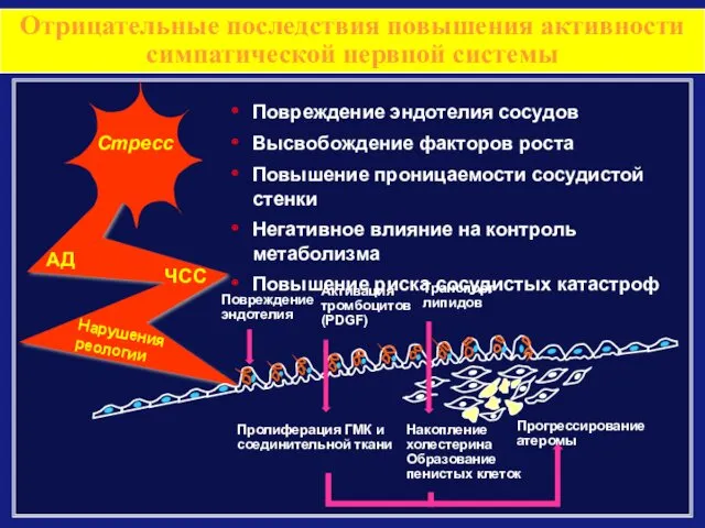 Повреждение эндотелия сосудов Высвобождение факторов роста Повышение проницаемости сосудистой стенки