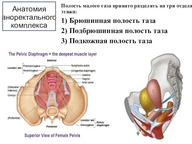 Анатомия аноректального комплекса Полость малого таза принято разделять на три