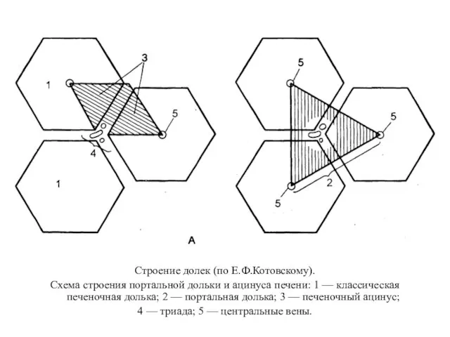 Строение долек (по Е.Ф.Котовскому). Схема строения портальной дольки и ацинуса