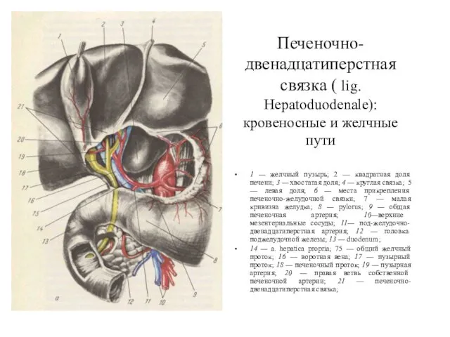 Печеночно-двенадцатиперстная связка ( lig. Hepatoduodenale): кровеносные и желчные пути 1