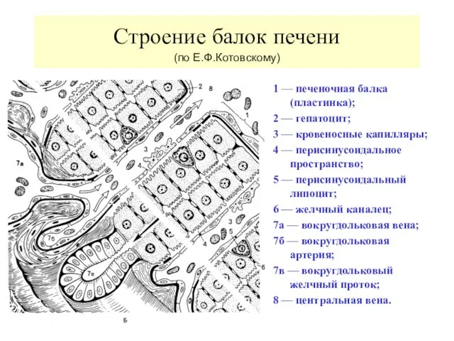 Строение балок печени (по Е.Ф.Котовскому) 1 — печеночная балка (пластинка);