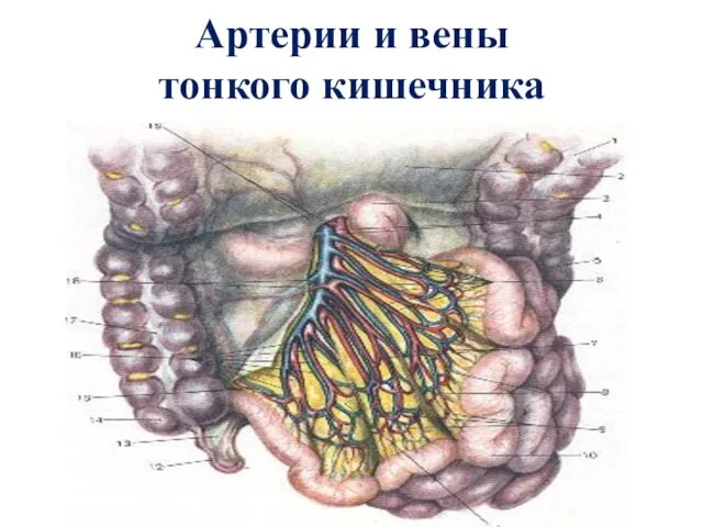 Артерии и вены тонкого кишечника