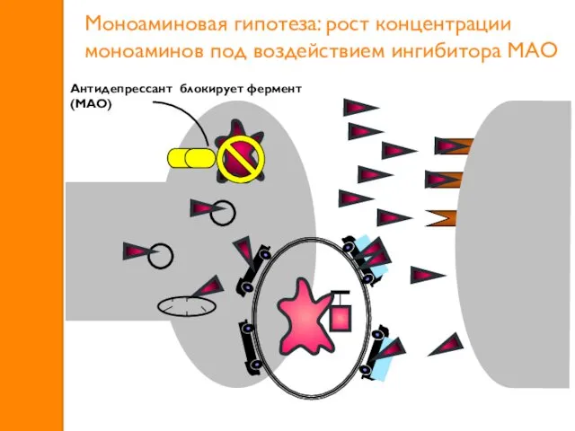 Моноаминовая гипотеза: рост концентрации моноаминов под воздействием ингибитора МАО Антидепрессант блокирует фермент (МАО)