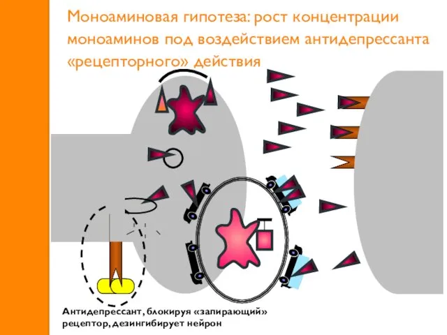 Антидепрессант, блокируя «запирающий» рецептор, дезингибирует нейрон Моноаминовая гипотеза: рост концентрации моноаминов под воздействием антидепрессанта «рецепторного» действия