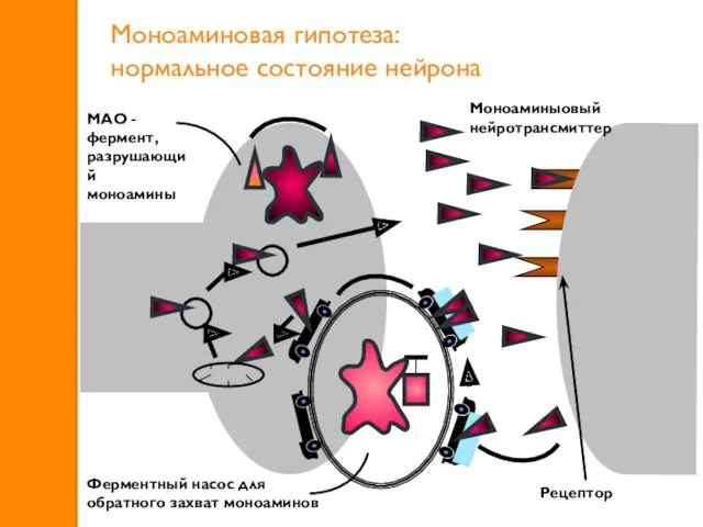 Моноаминовая гипотеза: нормальное состояние нейрона Ферментный насос для обратного захват