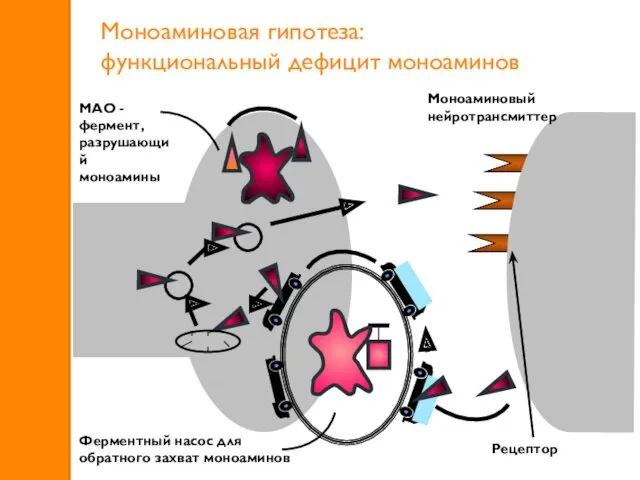 Моноаминовая гипотеза: функциональный дефицит моноаминов Ферментный насос для обратного захват