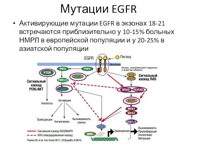 Мутации EGFR Активирующие мутации EGFR в экзонах 18-21 встречаются приблизительно у 10-15% больных