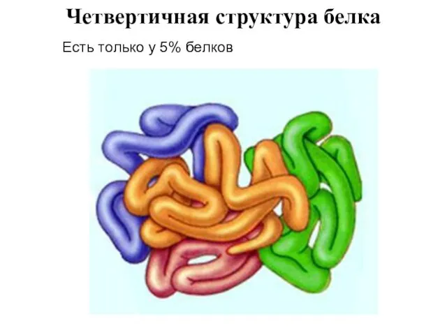 Четвертичная структура белка Есть только у 5% белков