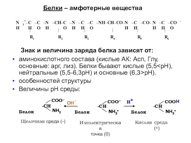 Белки – амфотерные вещества Знак и величина заряда белка зависят от: аминокислотного состава
