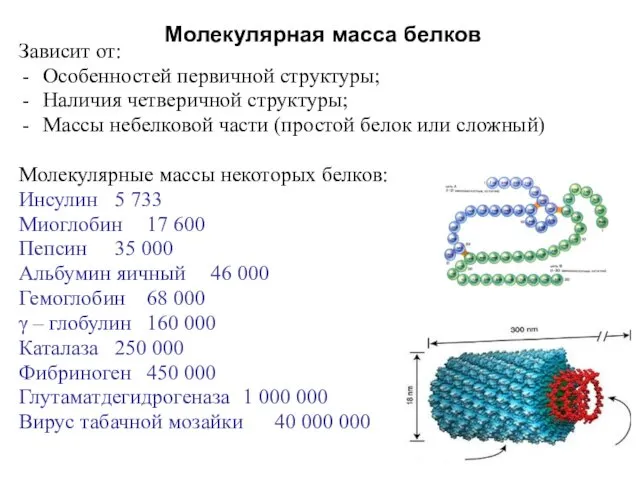 Молекулярная масса белков Зависит от: Особенностей первичной структуры; Наличия четверичной структуры; Массы небелковой