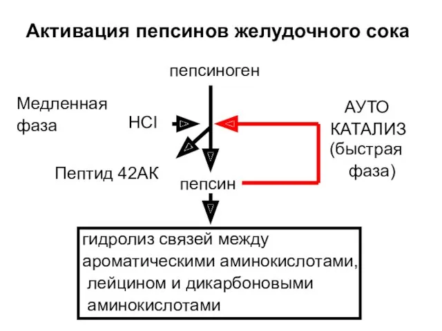 Активация пепсинов желудочного сока пепсиноген Пептид 42АК HCl пепсин гидролиз связей между ароматическими