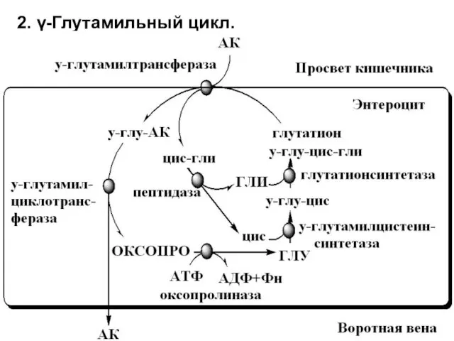2. γ-Глутамильный цикл.