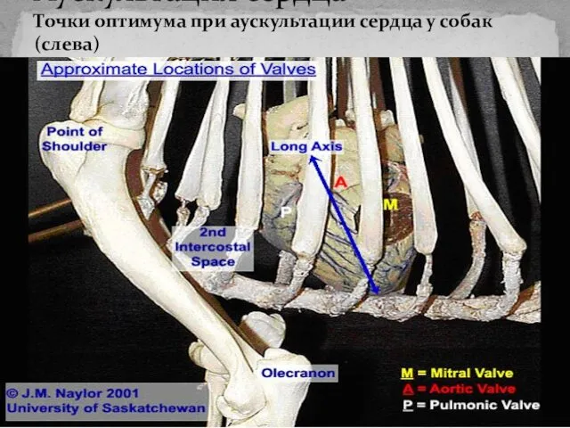 Аускультация сердца Точки оптимума при аускультации сердца у собак (слева)