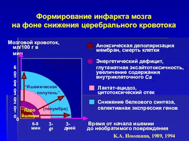 Неповрежденная ткань мозга Аноксическая деполяризация мембран, смерть клетки Лактат-ацидоз, цитотоксический