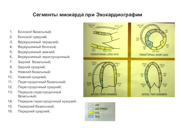 Сегменты миокарда при Эхокардиографии Боковой базальный; Боковой средний; Верхушечный передний;