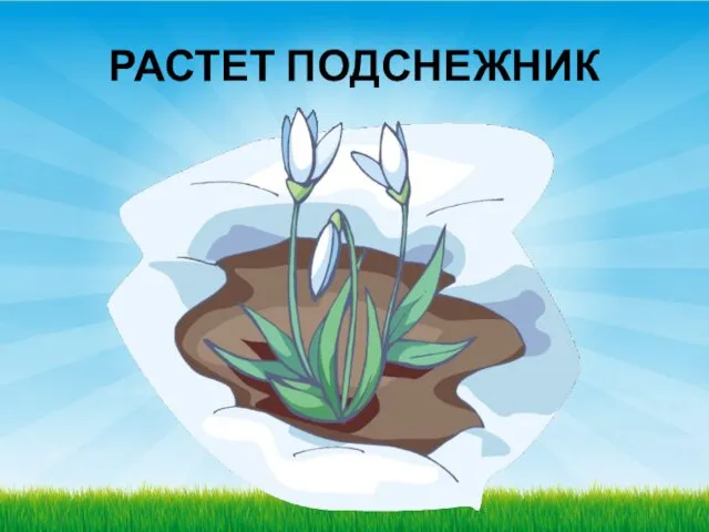 РАСТЕТ ПОДСНЕЖНИК